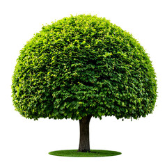 Isolated tree with a lush, rounded crown and a dark brown trunk over green grass