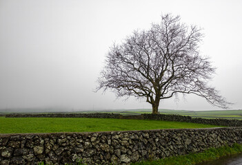 tree in field &aacute;rvore solit&aacute;ria na tempestade 