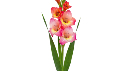 Vibrant pink and yellow gladiolus flower with green leaves on a white background.