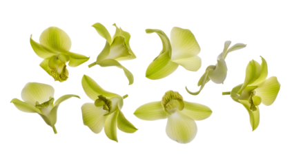 A collection of green orchid flowers arranged in a scattered pattern against a white background