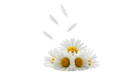 A group of white flowers with yellow centers and petals flying through the air