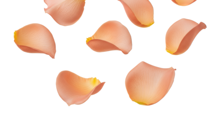 Soft rose petals floating gently in the air against a clean white background