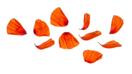 Vibrant orange poppy petals scattered on a pristine white background viewed from directly above