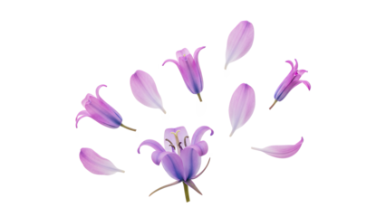 A bluebell flower with scattered petals, showcasing its delicate beauty and vibrant colors, viewed from directly above in a serene environment.