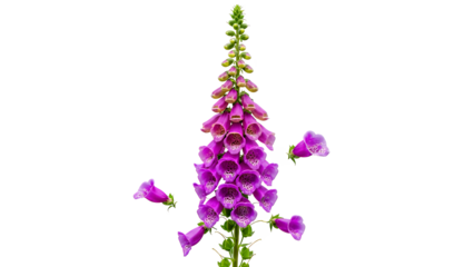 A tall foxglove flower stands prominently against a white background showcasing its vibrant purple blooms and green stem