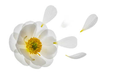 A white flower with falling petals against a white background