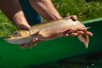 Salvelinus trout (char), Dolly Varden or bull trout, during the cleaning process.How to Extract Roe Female