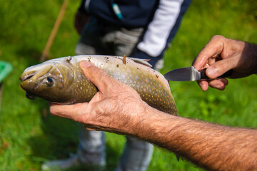 Salvelinus trout (char), Dolly Varden or bull trout, during the cleaning process.How to Extract Roe Female