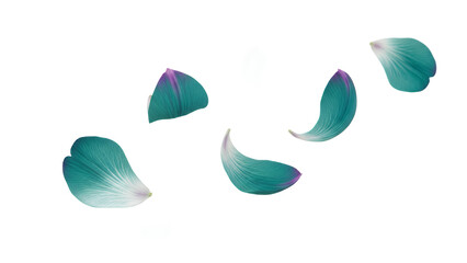 Delicate flower petals floating gently in mid-air against a pristine white background