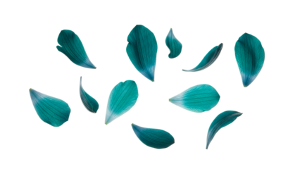 A serene dispersion of blue flower petals against a pristine white background