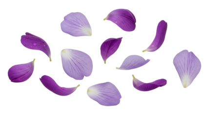 Violet flower petals floating gently in the air on a white background
