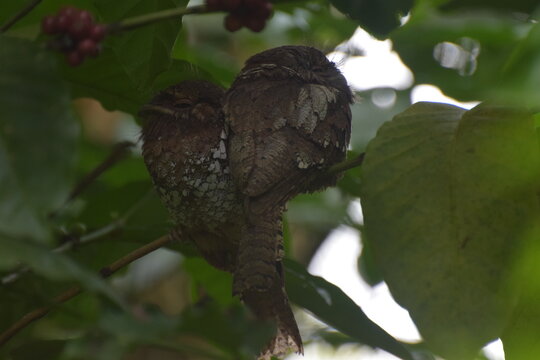 Sri Lankan Frog mouth