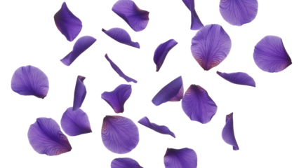 A serene and vibrant display of lavender flower petals gently falling against a clean white background