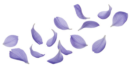 Scattered flower petals floating in the air, viewed from above in a serene environment.