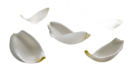 White flower petals falling gently through the air, captured in a serene and isolated environment