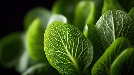 Fresh green leaves with detailed veins for culinary or gardening purposes