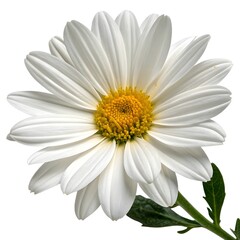 Fototapeta premium Beautiful white daisy flower with yellow center and green leaves