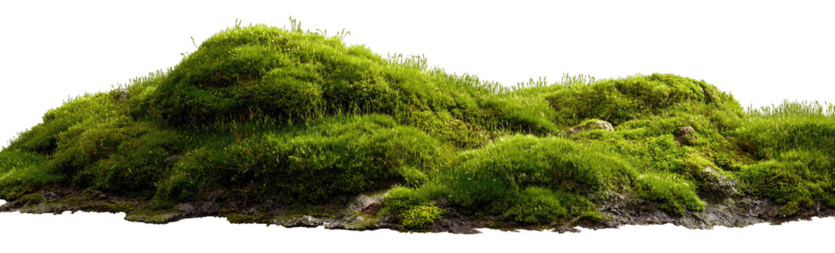 Lush green moss landscape