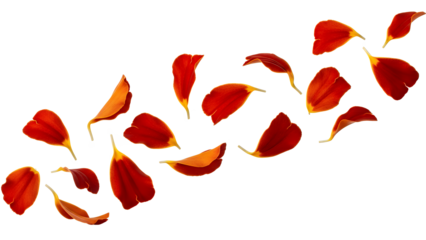 Vibrant red leaves scattered across a pristine white background