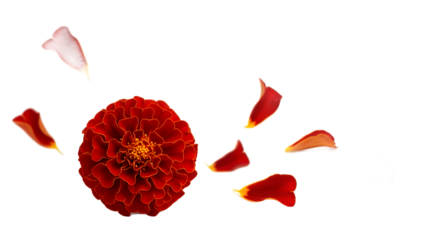 A vibrant red marigold flower with scattered petals on a white background
