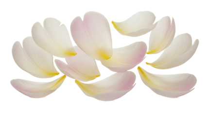 A cluster of white and pink lily flower petals arranged on a white background