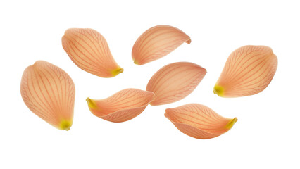 A collection of delicate flower petals arranged in a scattered pattern against a white background