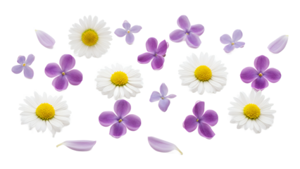 A beautiful floral arrangement of daisies and violets on a white background