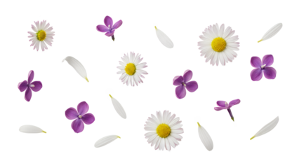 Delicate white daisies and purple flowers scattered on a plain white background