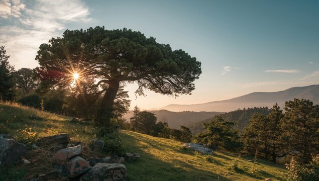 Majestic cedar of Lebanon with textured bark and lush foliage, serving as a background for environmental awareness