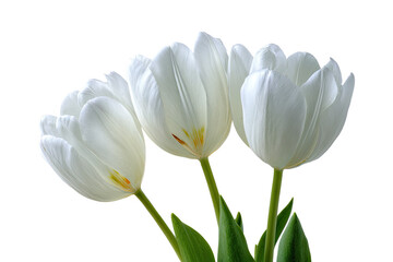 Naklejka premium Close-up of three pristine white tulips against a black background. Soft petals and green stems are visible