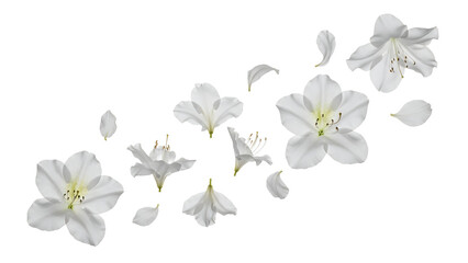 Obraz premium A serene and delicate scattering of white azalea flowers in full bloom against a clean white background