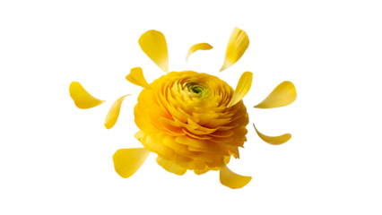 A close-up view of a vibrant yellow flower with scattered petals on a white background