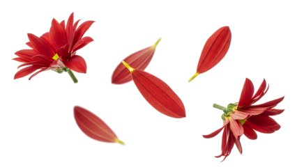 A collection of various flowers displayed against a white background