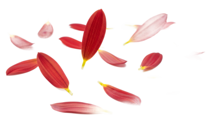 Red and pink petals floating in the air against a white background