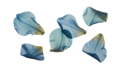 A collection of blue flower petals arranged in a circular pattern on a white background