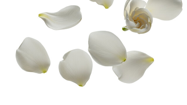 White flower petals floating in the air against a clean white background