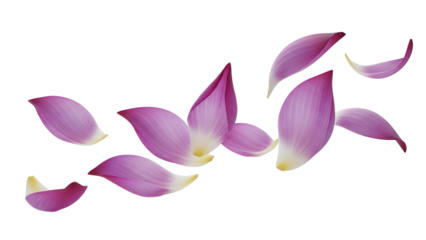 A serene scene of falling jasmine flower petals in mid-air against a white background