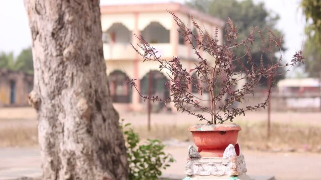 Dried Tulsi (Holy Basil) Plant in Village with Temple in Background &ndash; Rural India, Culture and Tradition