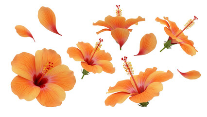 Vibrant orange hibiscus flowers floating in the air against a clean white background from a front viewpoint