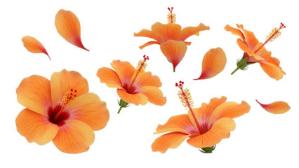 Vibrant orange hibiscus flowers floating in the air against a clean white background from a front viewpoint