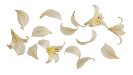A close-up view of white lily flower petals falling through the air
