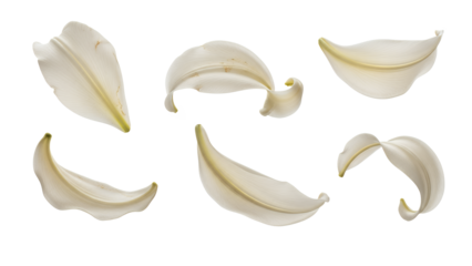 A collection of delicate white flower petals arranged against a plain white background