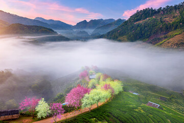 Row of Cherry blossoms in Chiang Mai, Thailand.