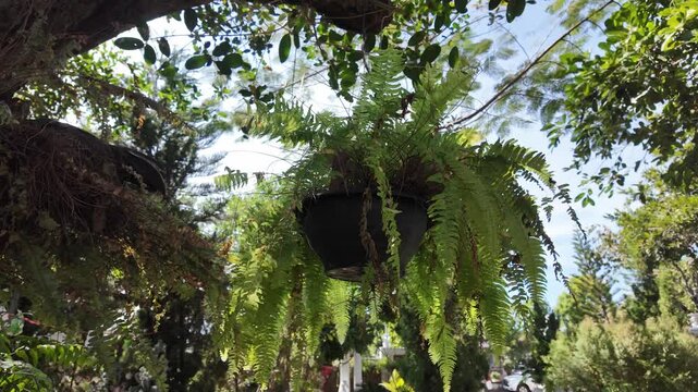 Lush green ferns hanging in black pot create serene outdoor garden atmosphere, surrounded by vibrant foliage and sunlight filtering through leaves, enhancing natures beauty