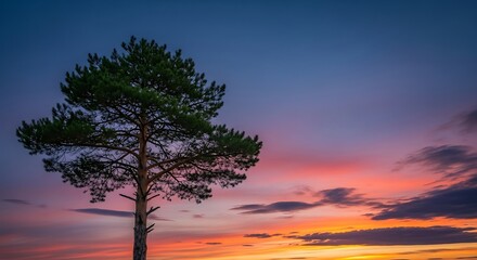Pine Tree Sunset.
