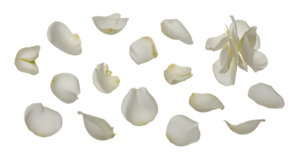 A collection of white rose petals scattered on a plain white background
