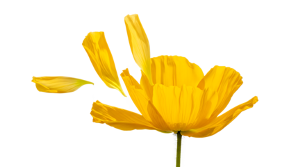 A vibrant yellow flower blooms with delicate petals against a pristine white background.