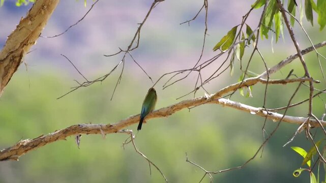 Rainbow bee-eater sitting on eucalyptus brunch and watching for insects