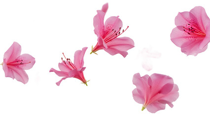 A close-up view of pink azalea flowers in full bloom against a white background