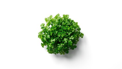 Fototapeta premium Green parsley bundle on white surface, designed for use in food presentation or ingredient displays